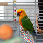 Colorful Parrot Swing with Bell & Anti-Skid Metal Ring Bird Swing Toy Richie's