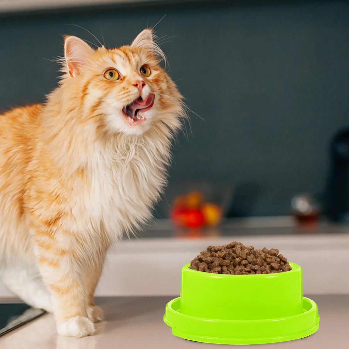Anti-Ant Elevated Pet Food Bowl – Small Dogs & Cats Elevated Pet Bowl Richie's