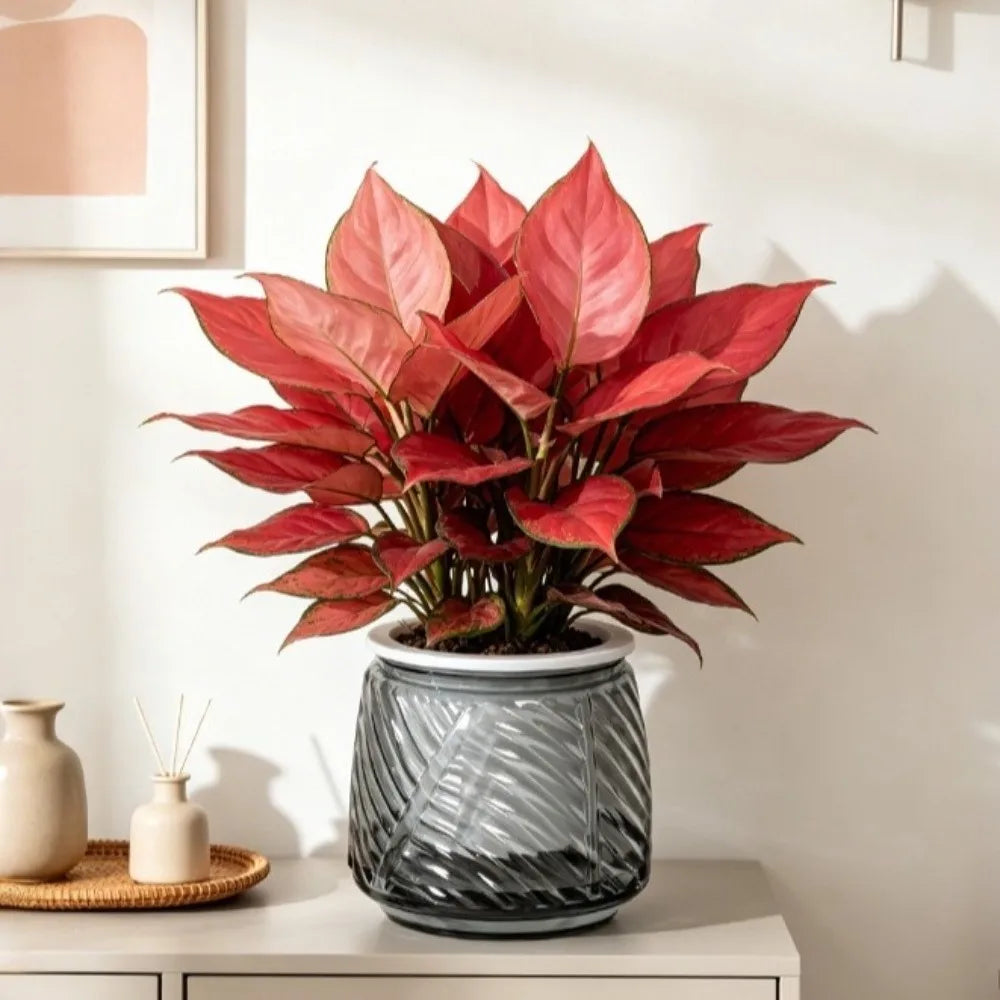 Self-Watering Hydroponic Planter – Mini Succulent Pot Vase Hydroponic Planter Pot Richie's