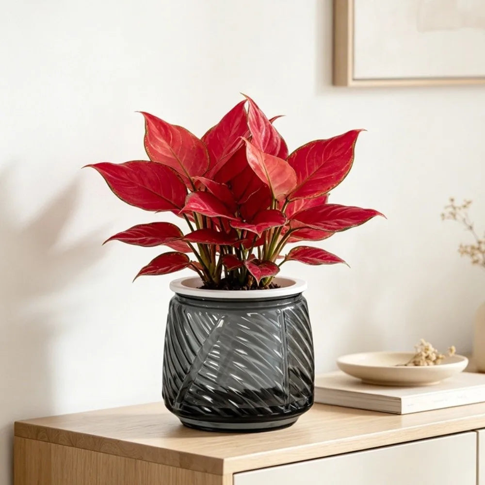 Self-Watering Hydroponic Planter – Mini Succulent Pot Vase Hydroponic Planter Pot Richie's