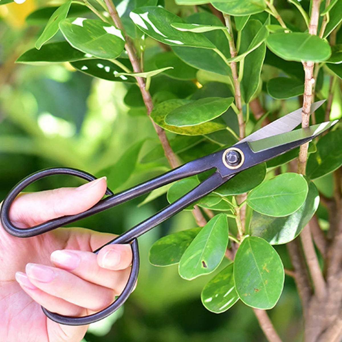 FATCOOL Long Handle Bonsai Pruning Shears Garden Scissors Pruning Shears Richie's