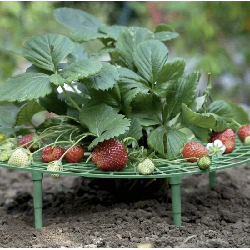 Strawberry Plant Support Stakes for Pots – 2pcs Set | Richie's Plant Support Stakes Richie's