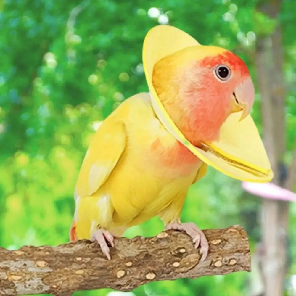 Bird Elizabethan Collar – Soft Breathable EVA Protective Cone Bird Protective Collar Richie's