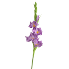 Purple White Artificial Gladiolus Branch – PU Fake Flower Stem Artificial Flower Stem Richie's Purple