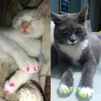 Silicone Cat Nail Caps – Soft Colorful Claw Covers 20 Pack Cat Nail Caps Richie's