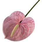 60cm Artificial Anthurium Flower – Real Touch Faux Plant Decor Artificial Flower Richie's Light Pink