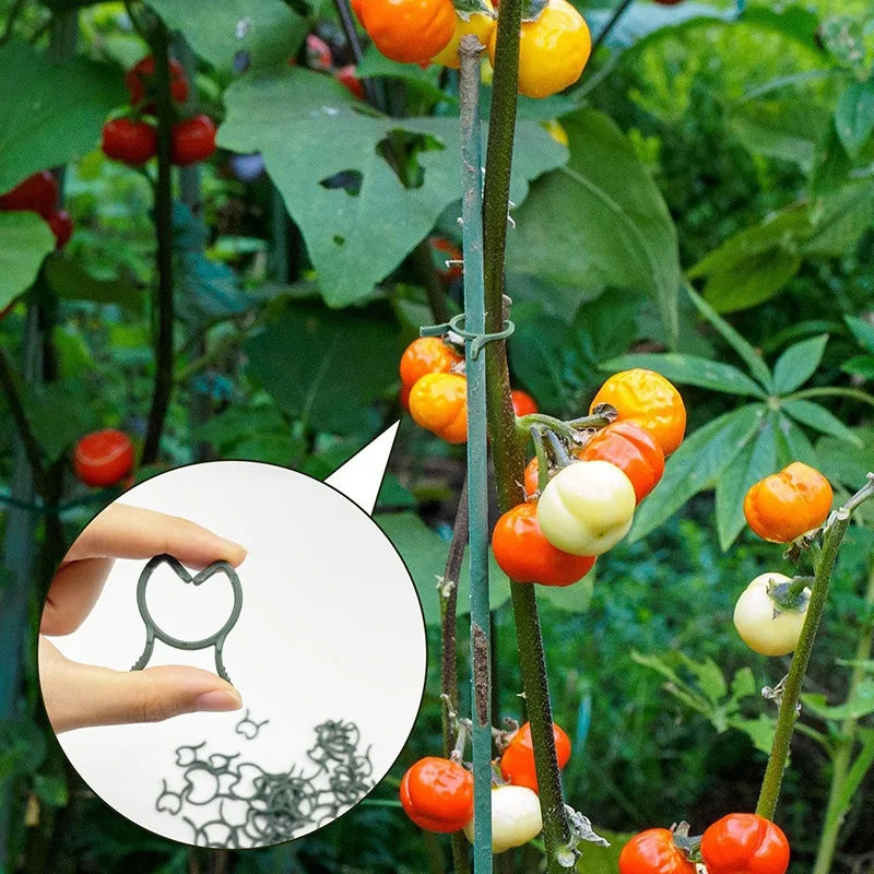 100/200pcs Butterfly Plant Clips Vine & Stem Support Clamps Plant Support Clips Richie's