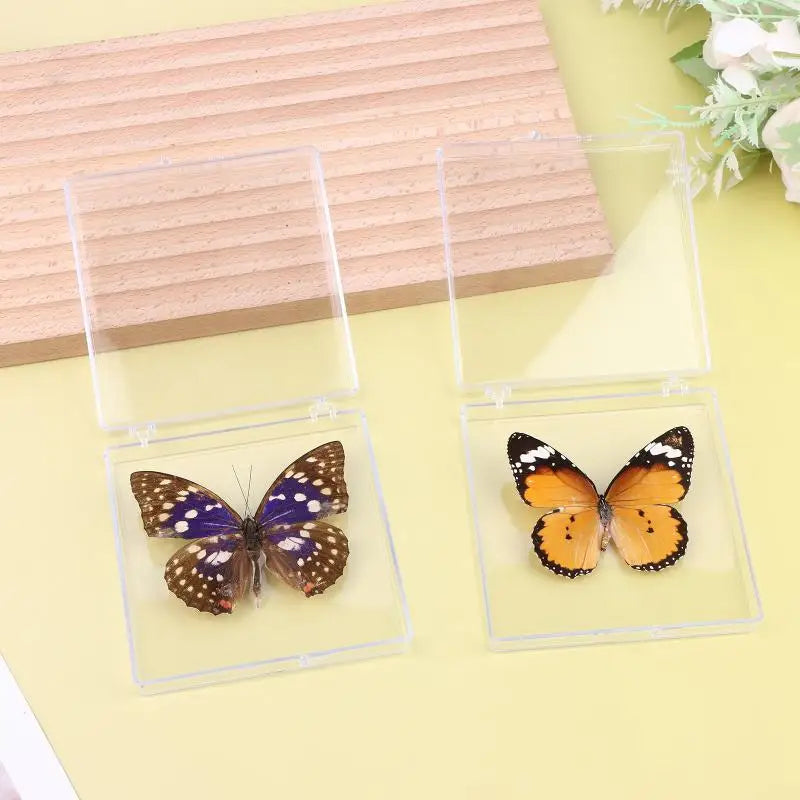 Butterfly Insect Specimen Resin Decor | Unique Gift for Girls Decorative Specimen Richie's
