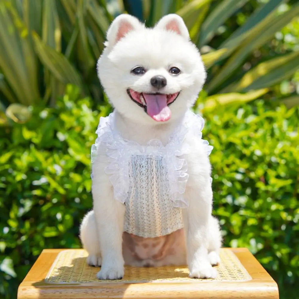 Cute Lace Bow Pet Princess Dress Vest for Cats & Dogs Pet Dress Vest Richie's