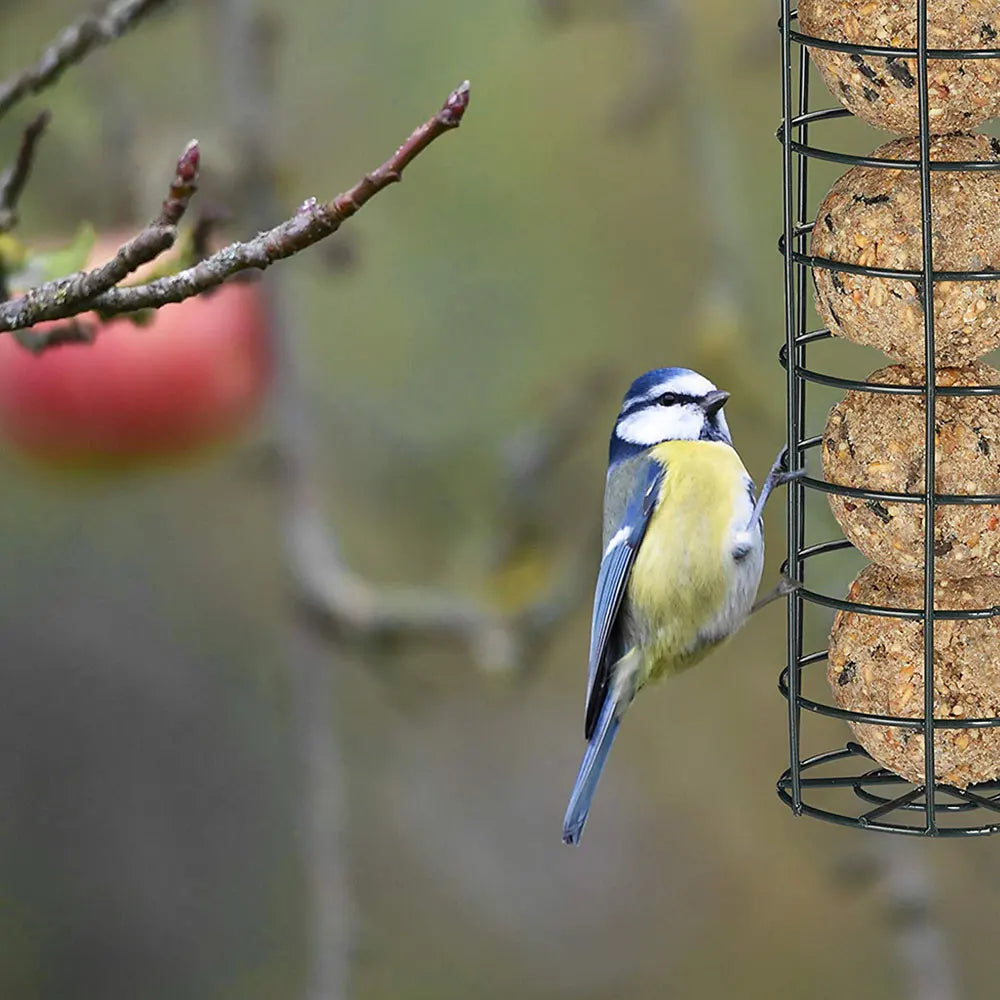 3-Pack Hanging Wild Bird Feeders – Transparent Seed Dispenser Wild Bird Feeder Richie's