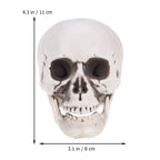 High Detail Skull Ornament – Halloween & Haunted House Decor Halloween Skull Ornament Richie's