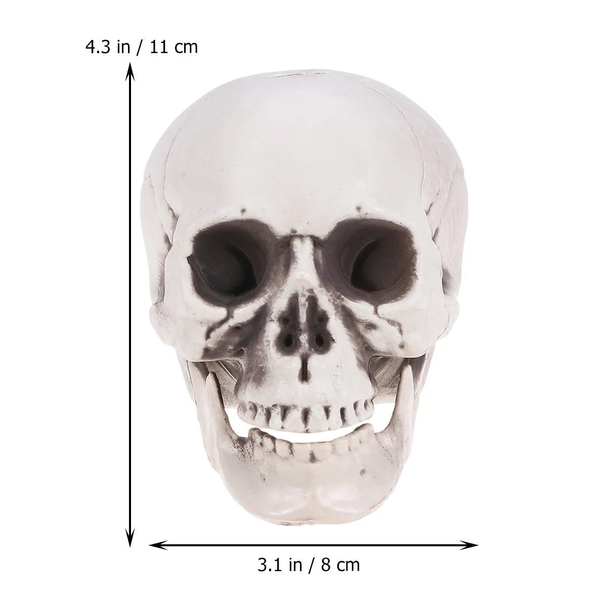 High Detail Skull Ornament – Halloween & Haunted House Decor Halloween Skull Ornament Richie's