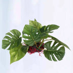 Artificial Aquarium Plant – Realistic Plastic Fish Tank Decor Aquarium Decor Plant Richie's