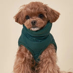 Windproof Padded Dog Winter Jacket for Small & Medium Dogs Dog Winter Jacket Richie's
