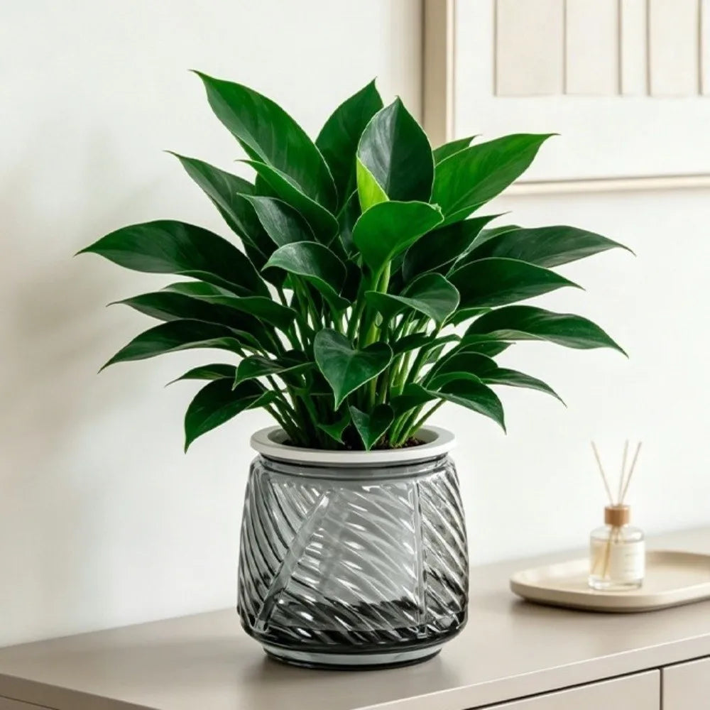 Self-Watering Hydroponic Planter – Mini Succulent Pot Vase Hydroponic Planter Pot Richie's