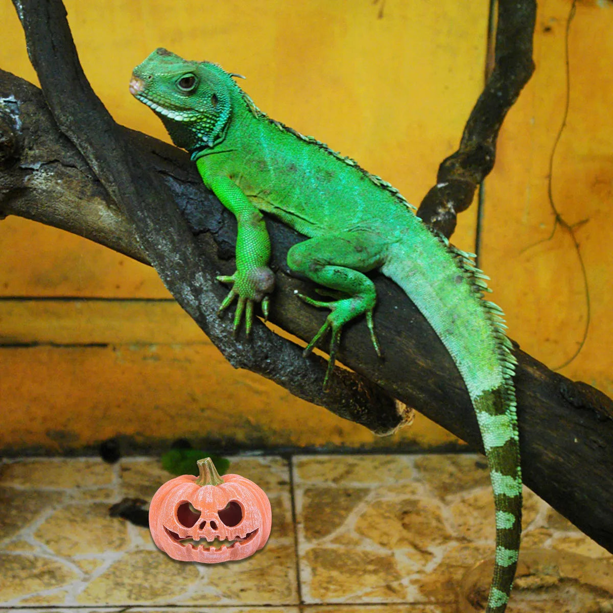 Pumpkin Resin Reptile Hide Cave – Lizards, Geckos & Snakes Reptile Hide Cave Richie's Default Title