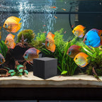 Aquarium Cube Filter – Activated Carbon Water Purifier Aquarium Filter Richie's