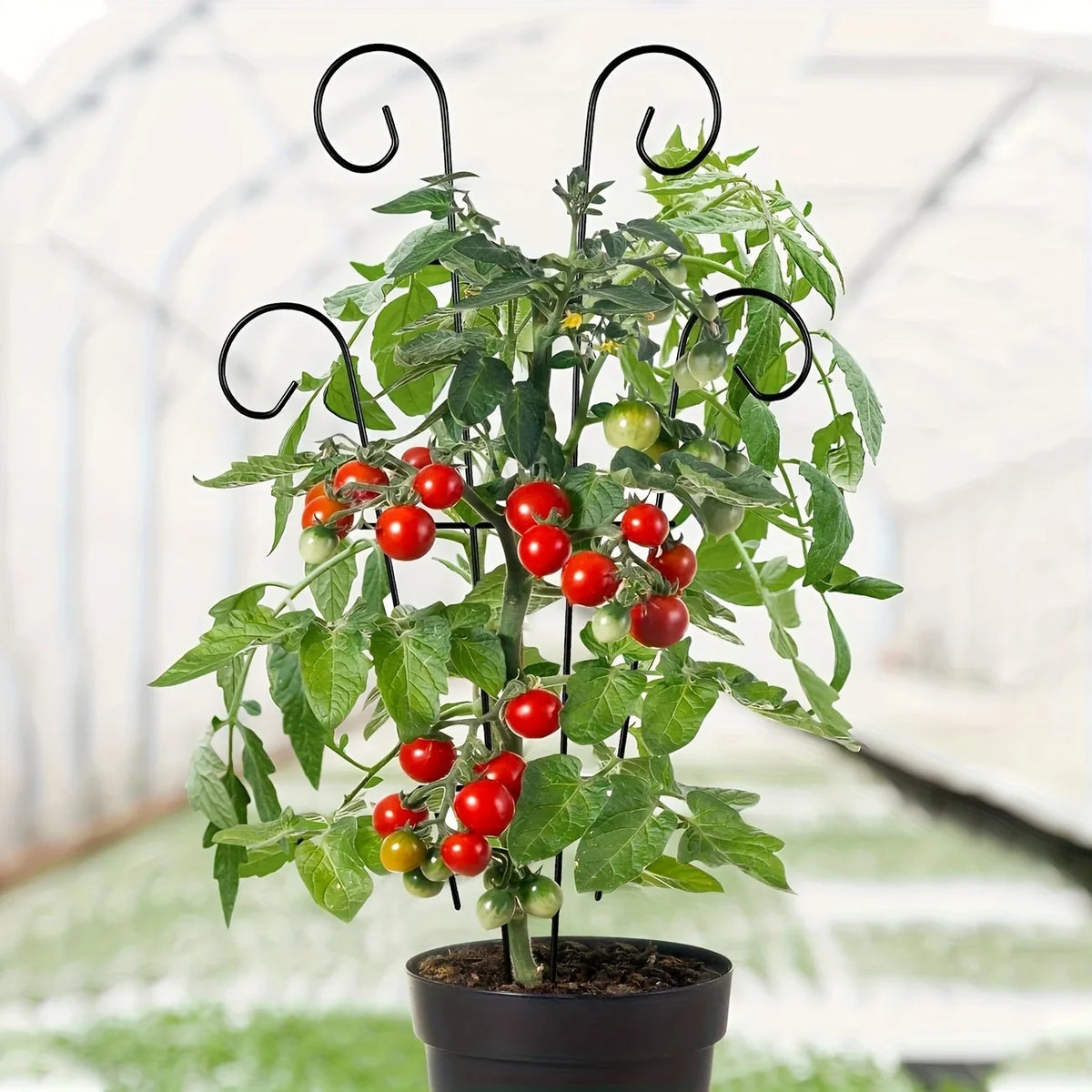 Iron Plant Climbing Support Frame – Tomato & Flower Trellis Plant Support Frame Richie's