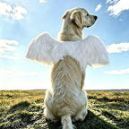 Dog Wing Costume – Angel & Fantasy Wings for Dogs S/M/L Dog Costume Wings Richie's White-L