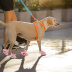4Pcs Breathable Mesh Dog Sandals – Anti-Slip Summer Paw Shoes Dog Sandals Richie's