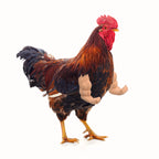 Muscular Chicken Arm Toy – Funny Prank & Party Gift Novelty Gag Toy Richie's