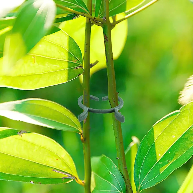 100/200pcs Butterfly Plant Clips Vine & Stem Support Clamps Plant Support Clips Richie's