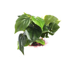 Artificial Aquarium Plant – Realistic Plastic Fish Tank Decor Aquarium Decor Plant Richie's