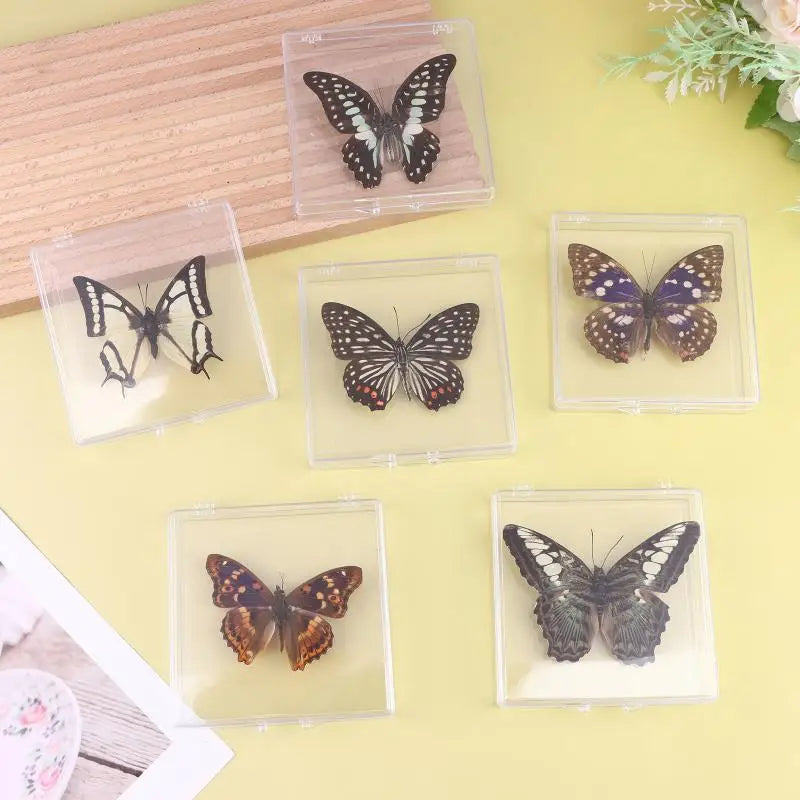 Butterfly Insect Specimen Resin Decor | Unique Gift for Girls Decorative Specimen Richie's