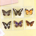 Butterfly Insect Specimen Resin Decor | Unique Gift for Girls Decorative Specimen Richie's