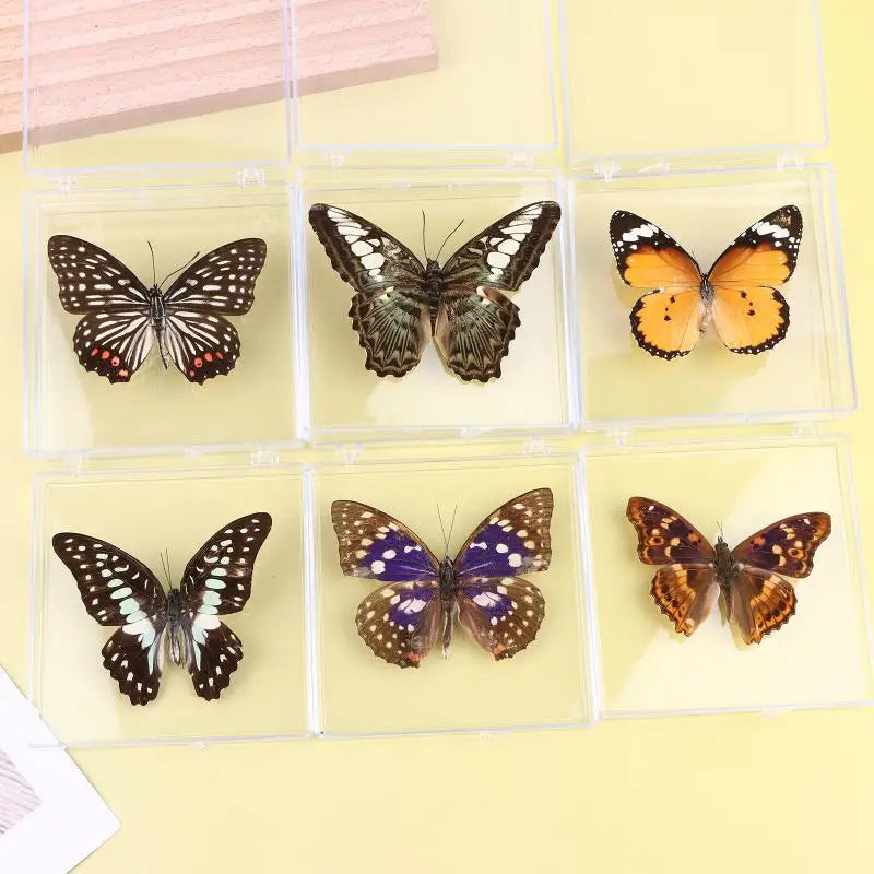 Butterfly Insect Specimen Resin Decor | Unique Gift for Girls Decorative Specimen Richie's