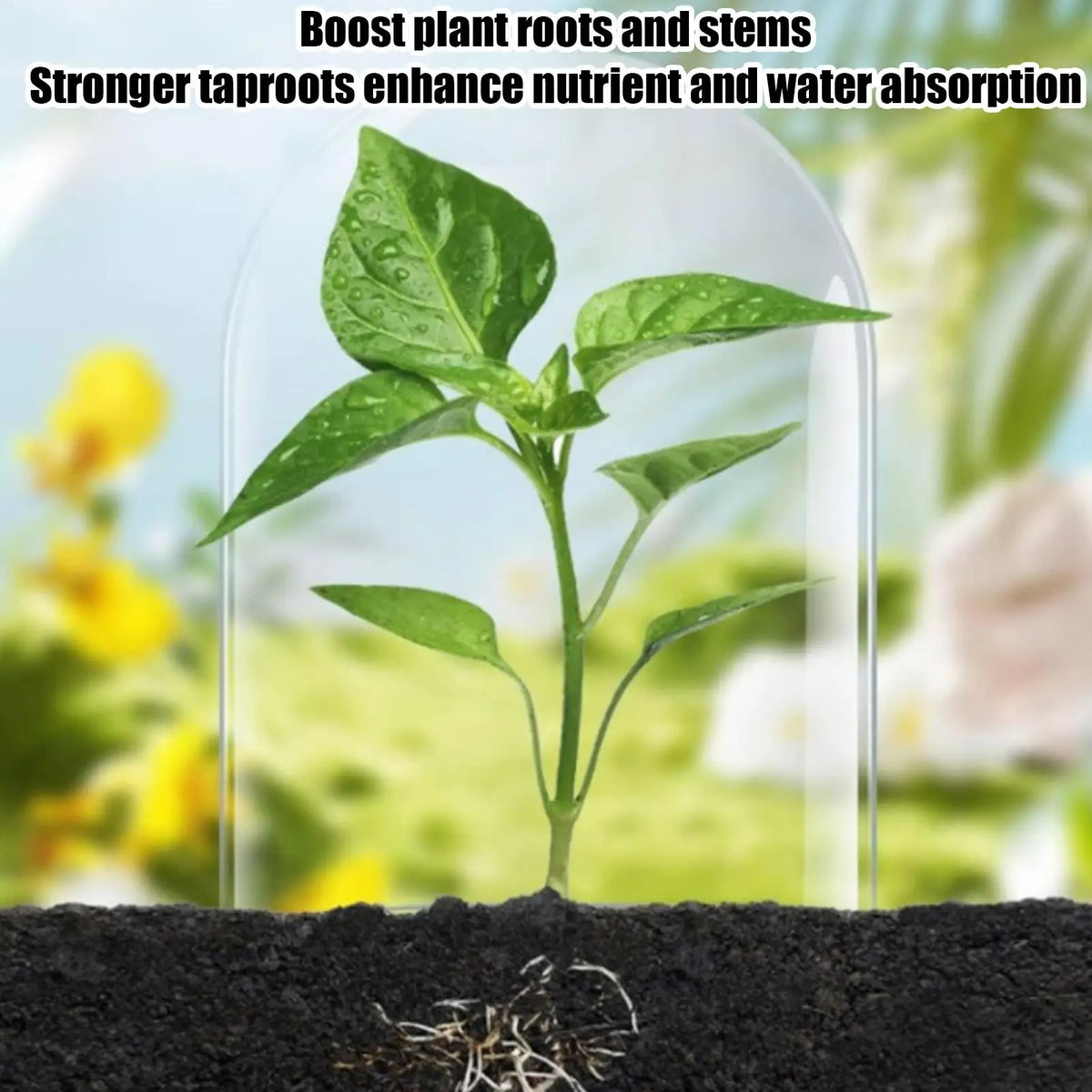 Concentrated Liquid Plant Fertilizer 100ml – Promotes Growth Liquid Plant Fertilizer Richie's