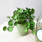 Faux Copper Coin Grass Artificial Plant Simulation Bonsai Decor Artificial Plant Richie's