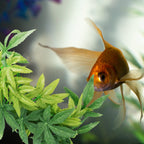 Artificial Hanging Aquatic Plant | Realistic Fish Tank Décor Aquarium Decoration Richie's