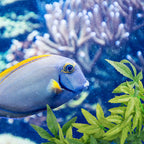 Artificial Hanging Aquatic Plant | Realistic Fish Tank Décor Aquarium Decoration Richie's