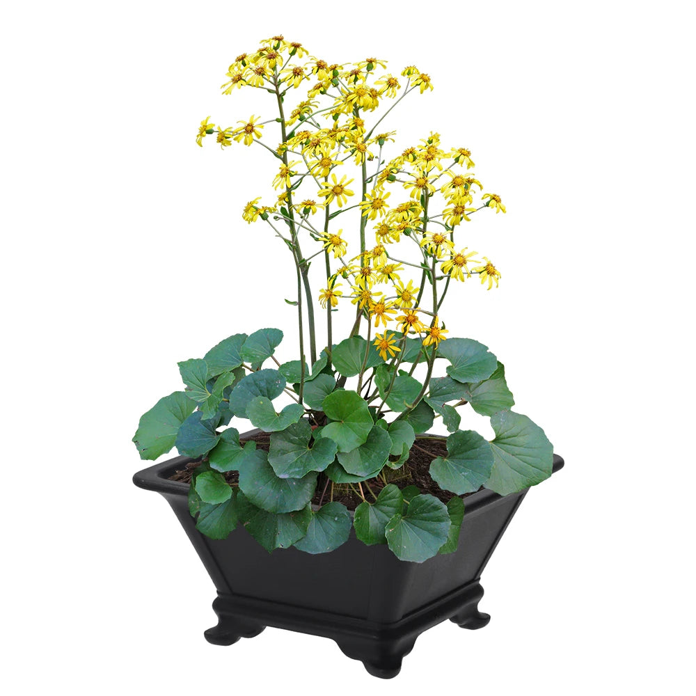 Imitation Purple Clay Plastic Flowerpot – Colorful Desktop Planter Decorative Planter Pot Richie's