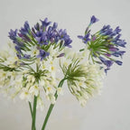 Artificial Agapanthus Flower Branch 75cm – Faux Floral Decor Artificial Flower Branch Richie's