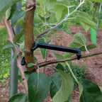 Plant Branch Bender Training Clips – Bonsai & Vine Support 10pc Plant Training Clips Richie's
