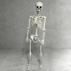 Posable Halloween Skeleton Prop – 15.7" Realistic Plastic Bones Halloween Skeleton Prop Richie's
