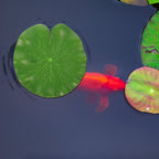 6-Pack Artificial Floating Lotus Leaves – Aquarium & Pond Decor Aquarium Pond Decor Richie's