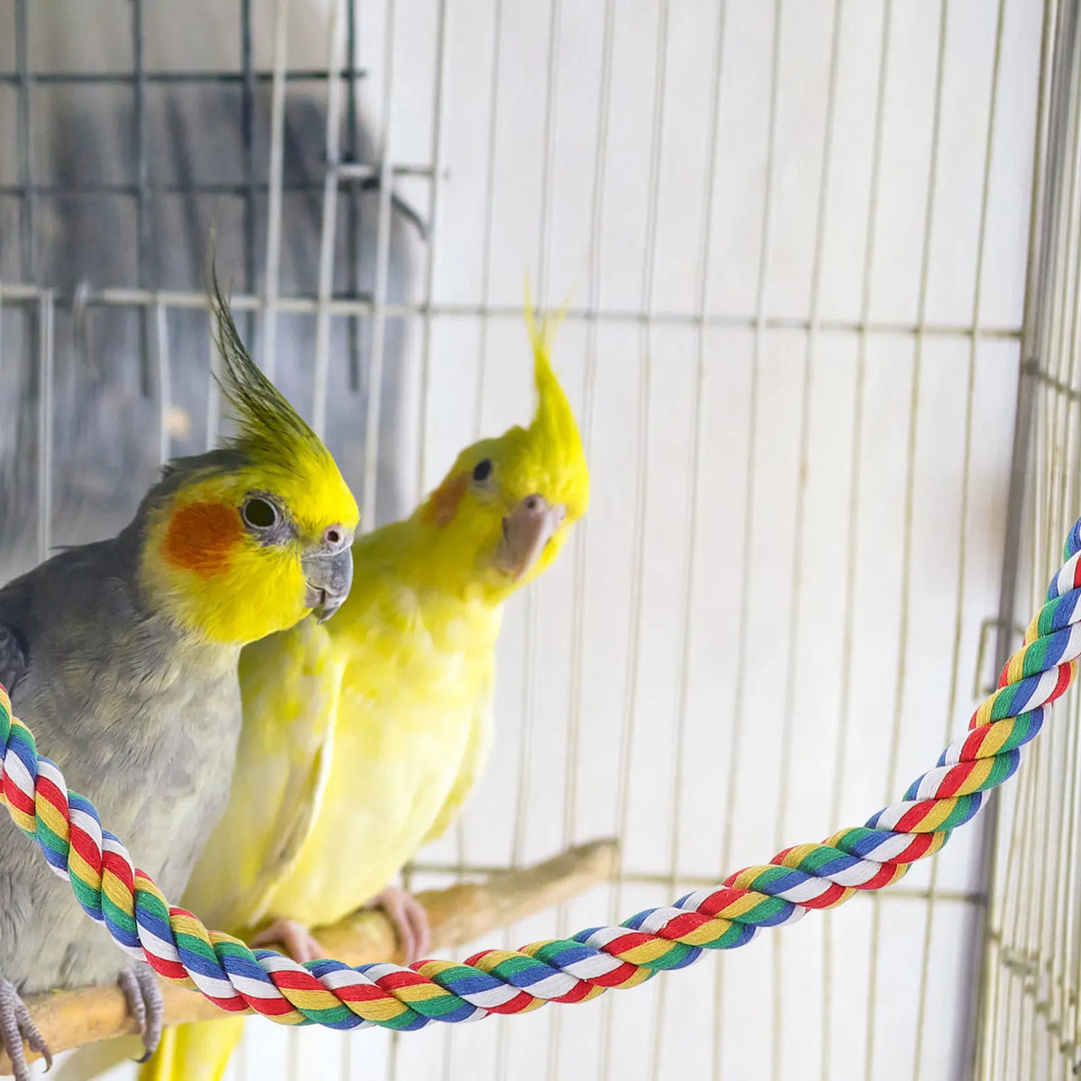 Parrot Cotton Rope Perch – Climbing & Chewing Bird Toy Bird Rope Perch Richie's
