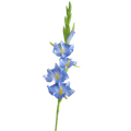 Purple White Artificial Gladiolus Branch – PU Fake Flower Stem Artificial Flower Stem Richie's Blue