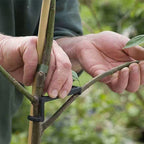 Plant Branch Bender Training Clips – Bonsai & Vine Support 10pc Plant Training Clips Richie's
