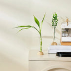 Hydroponic Test Tube Vase with Bamboo Base | Clear Tabletop Decor Hydroponic Flower Vase Richie's
