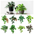 Faux Copper Coin Grass Artificial Plant Simulation Bonsai Decor Artificial Plant Richie's
