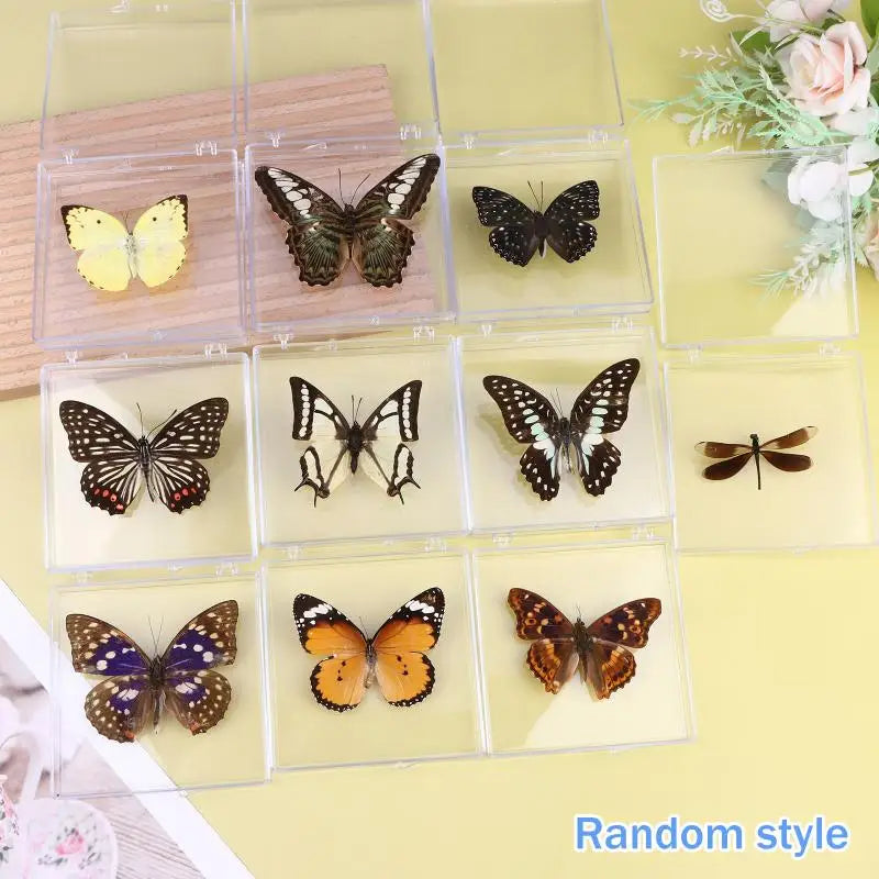 Butterfly Insect Specimen Resin Decor | Unique Gift for Girls Decorative Specimen Richie's Random style