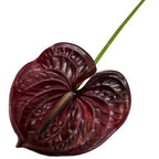 60cm Artificial Anthurium Flower – Real Touch Faux Plant Decor Artificial Flower Richie's Dark Red