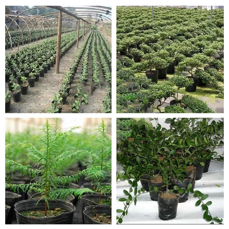 100 Pcs Plastic Seedling Nursery Pots & Plant Starter Cups Seedling Nursery Pots Richie's