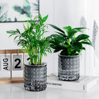 Self-Watering Hydroponic Planter – Mini Succulent Tabletop Pot Hydroponic Planter Richie's