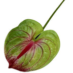 60cm Artificial Anthurium Flower – Real Touch Faux Plant Decor Artificial Flower Richie's Green-pink