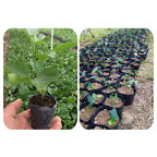 100 Pcs Plastic Seedling Nursery Pots & Plant Starter Cups Seedling Nursery Pots Richie's